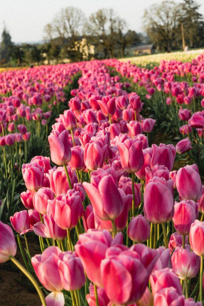 Scented Twilight Petal Symphony