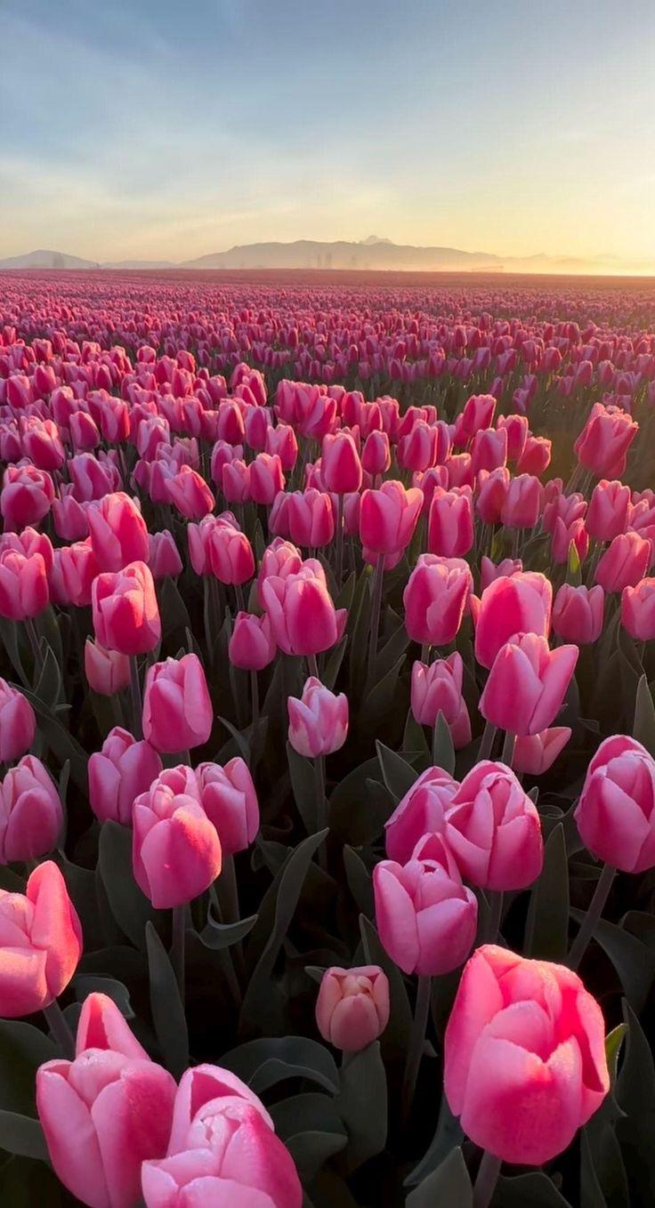 Enchanted Garden Serene Blossom Array